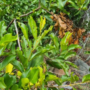 Combretum apiculatum