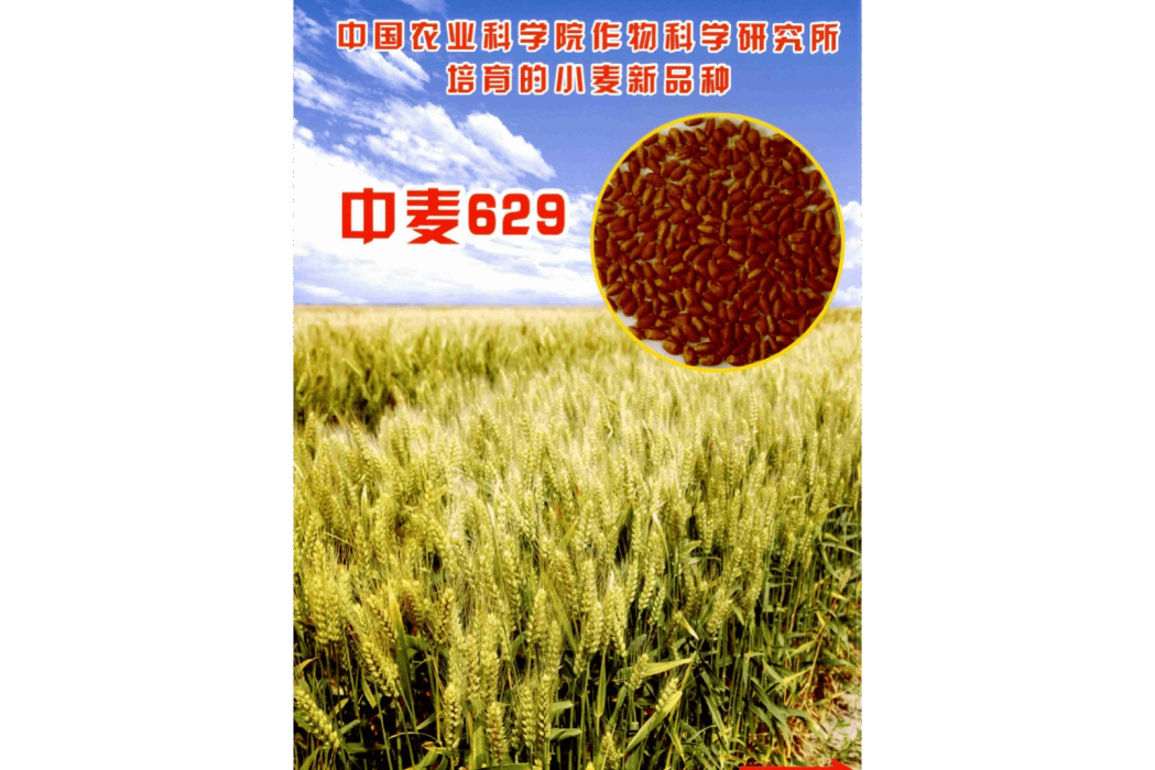 中麥629 中麥629