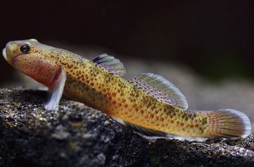 飾銜鰕虎 飾銜鰕虎