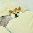 吾愛夢中修仙 吾愛夢中修仙