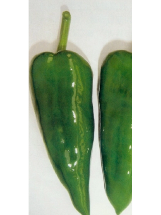 明椒4號 明椒4號