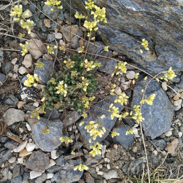 Biscutella glacialis