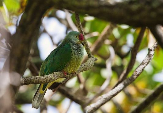 亨島果鳩 亨島果鳩