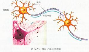 潔黴素