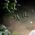 譚儒之夢 譚儒之夢