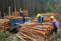 森林採伐量