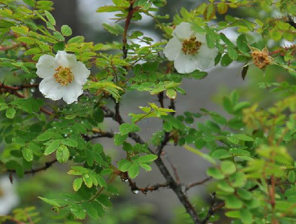 秦嶺薔薇 秦嶺薔薇