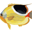 鞭蝴蝶魚 鞭蝴蝶魚