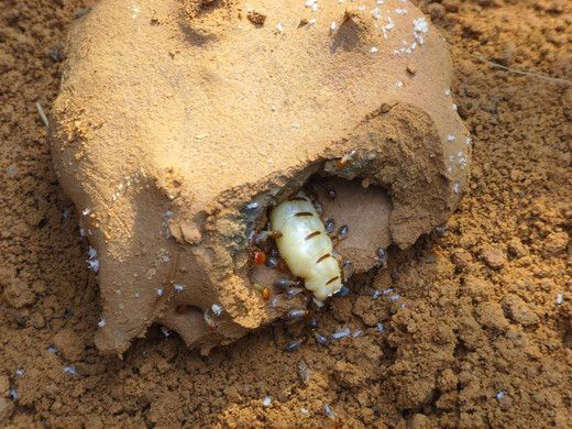 福建樹白蟻 福建樹白蟻