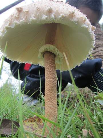 亞高環柄菇 亞高環柄菇