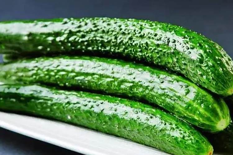 津早16號 津早16號