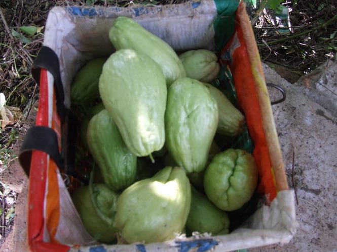 獅峰村生產的洋瓜