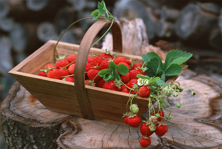 長豐草莓