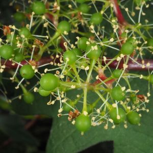 葡萄(Vitis vinifera)