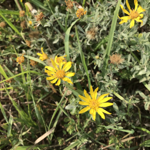 Heterotheca canescens