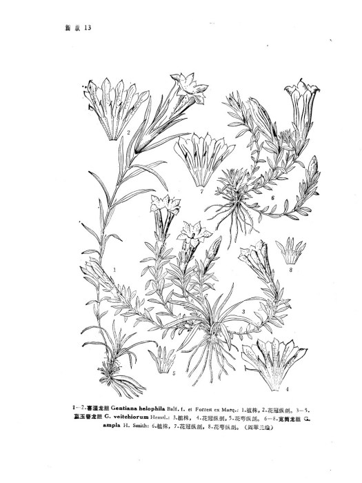 寬筒龍膽 寬筒龍膽