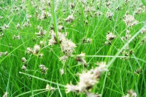 武都苔草 武都苔草