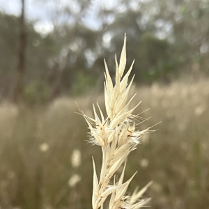 Rytidosperma erianthum