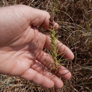 Liatris aestivalis
