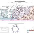 HPV E6/E7