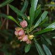 車桑子