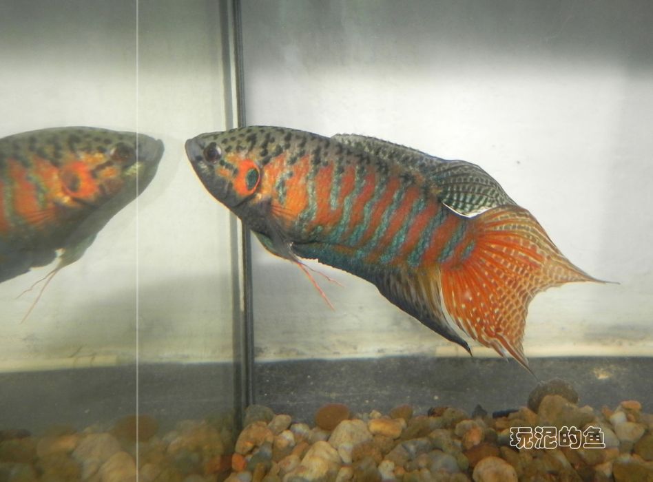 潮汕鬥魚 潮汕鬥魚