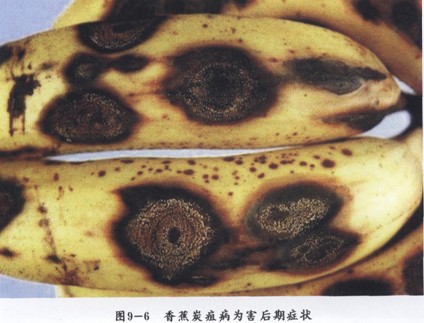 香蕉炭疽病