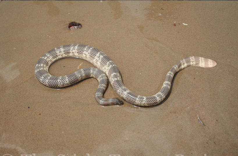 棘眥海蛇（Acalyptophis peronii）