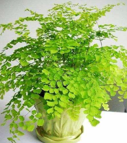 中華厚邊蘚 中華厚邊蘚
