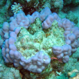 柱形濱珊瑚