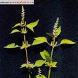 小花薺薴 小花薺薴