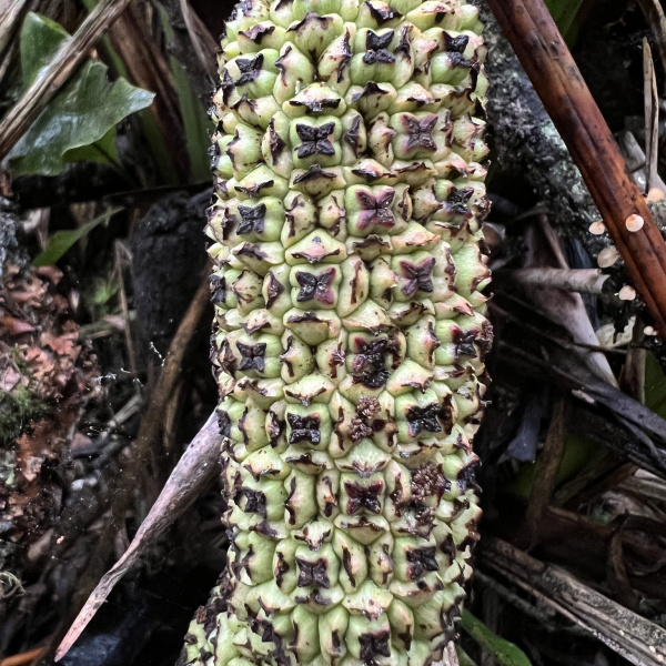 Sphaeradenia laucheana