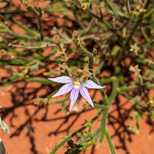 Scaevola parvifolia