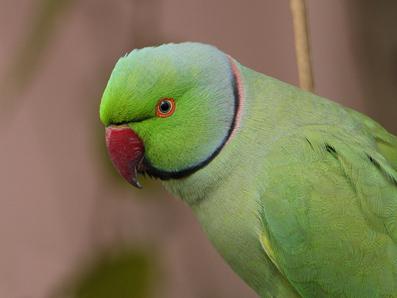 紅領綠鸚鵡東非亞種