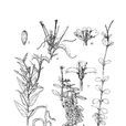 雅致柳葉菜 雅致柳葉菜