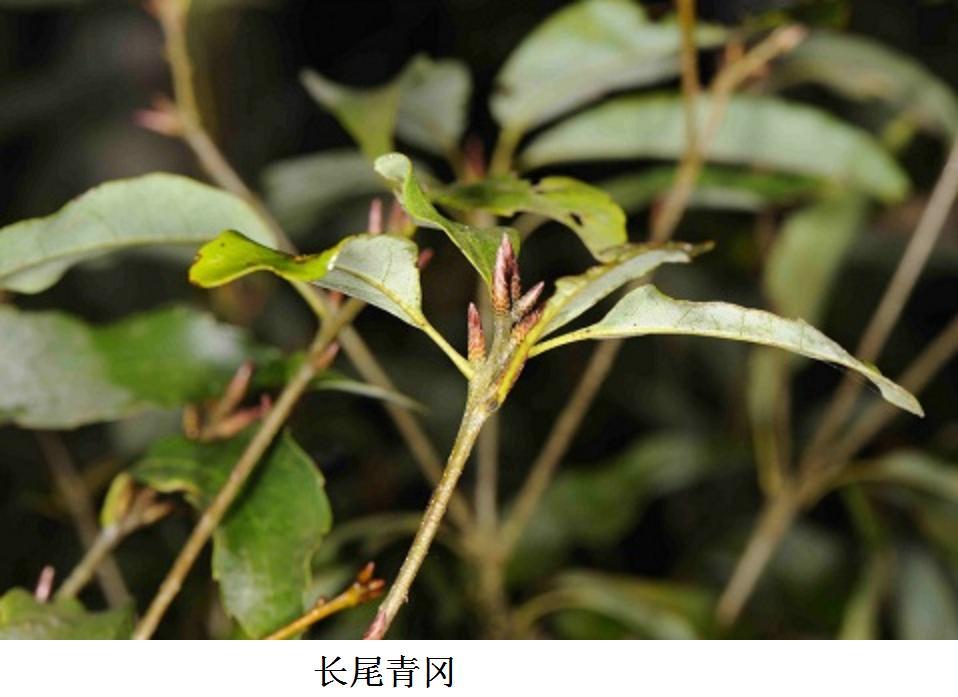 長尾青岡 長尾青岡