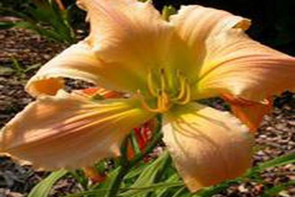 Hemerocallis \x27Golliwog\x27