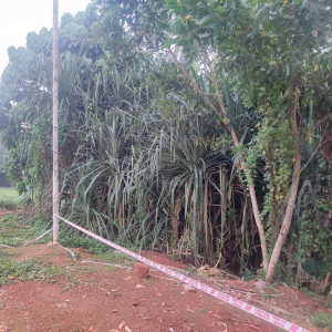 Pandanus mangalorensis