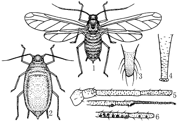 繡線菊蚜