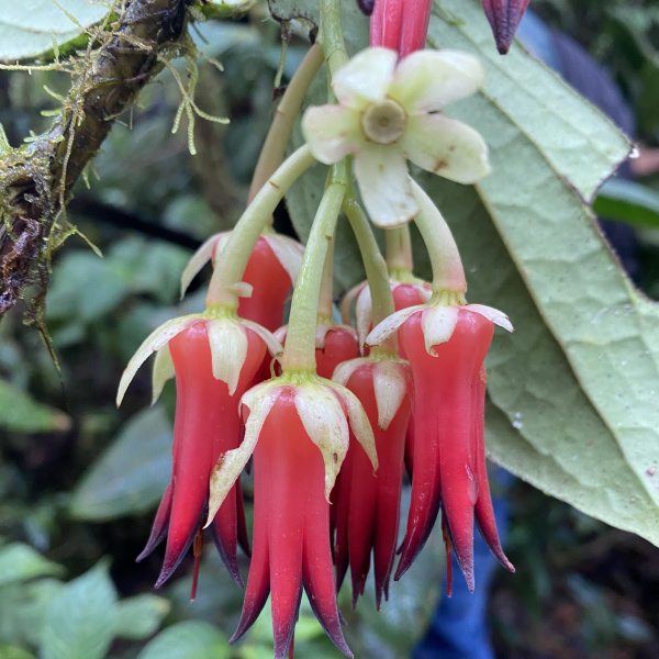Ceratostema calycinum
