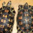 緬甸陸龜屬