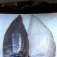 鰨魚
