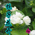 梔子花開了 梔子花開了