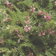 異花木藍 異花木藍