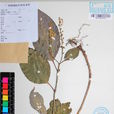 顯脈黃芩 顯脈黃芩