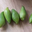 小雀瓜屬 小雀瓜屬