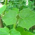 泡桐(落葉喬木植物)