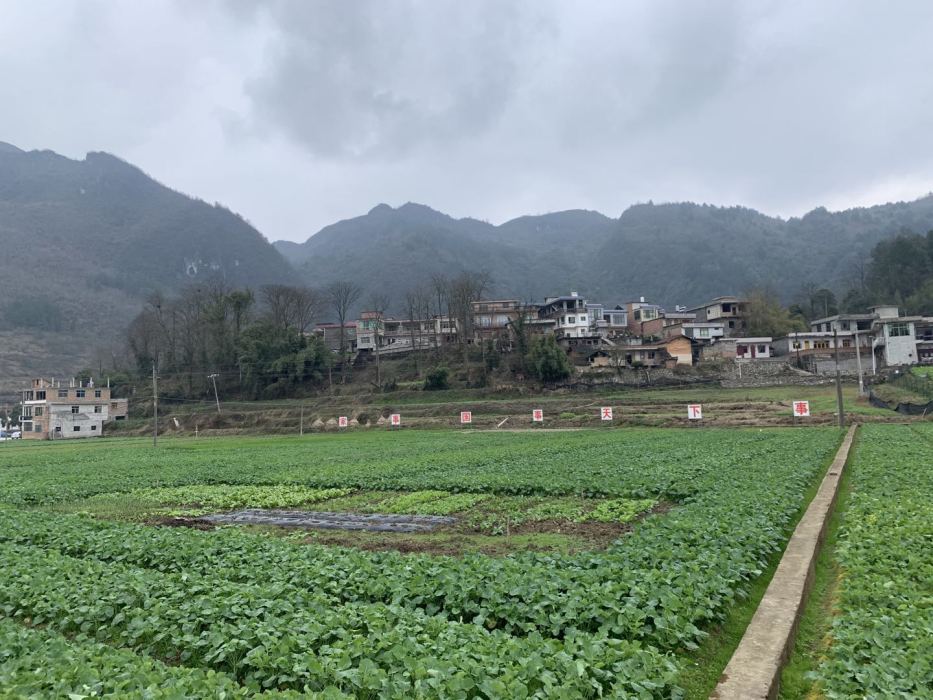黎垌村(羅定市黎垌村)