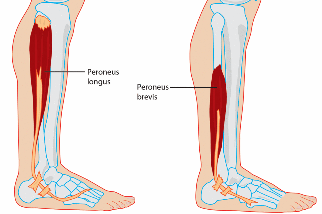 longus longus