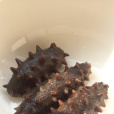 海參發制 海參發制